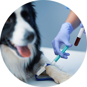 Veterinary Endocrinology